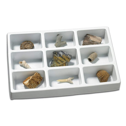 Kit Paleontologie Educational Insights Fosile
