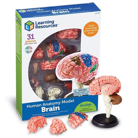 Joc Learning Resources Macheta Creierul Uman