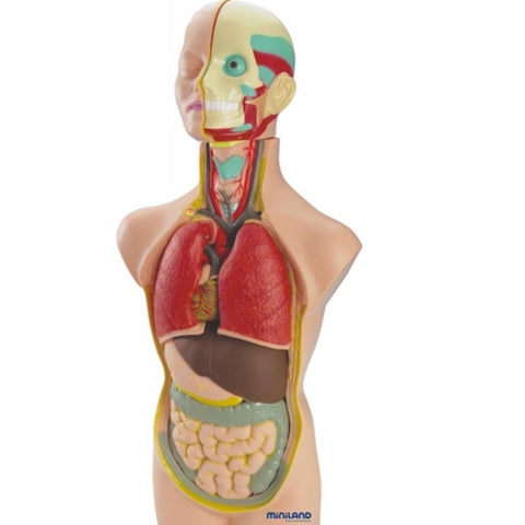 Set Anatomia Umana Miniland 50 cm